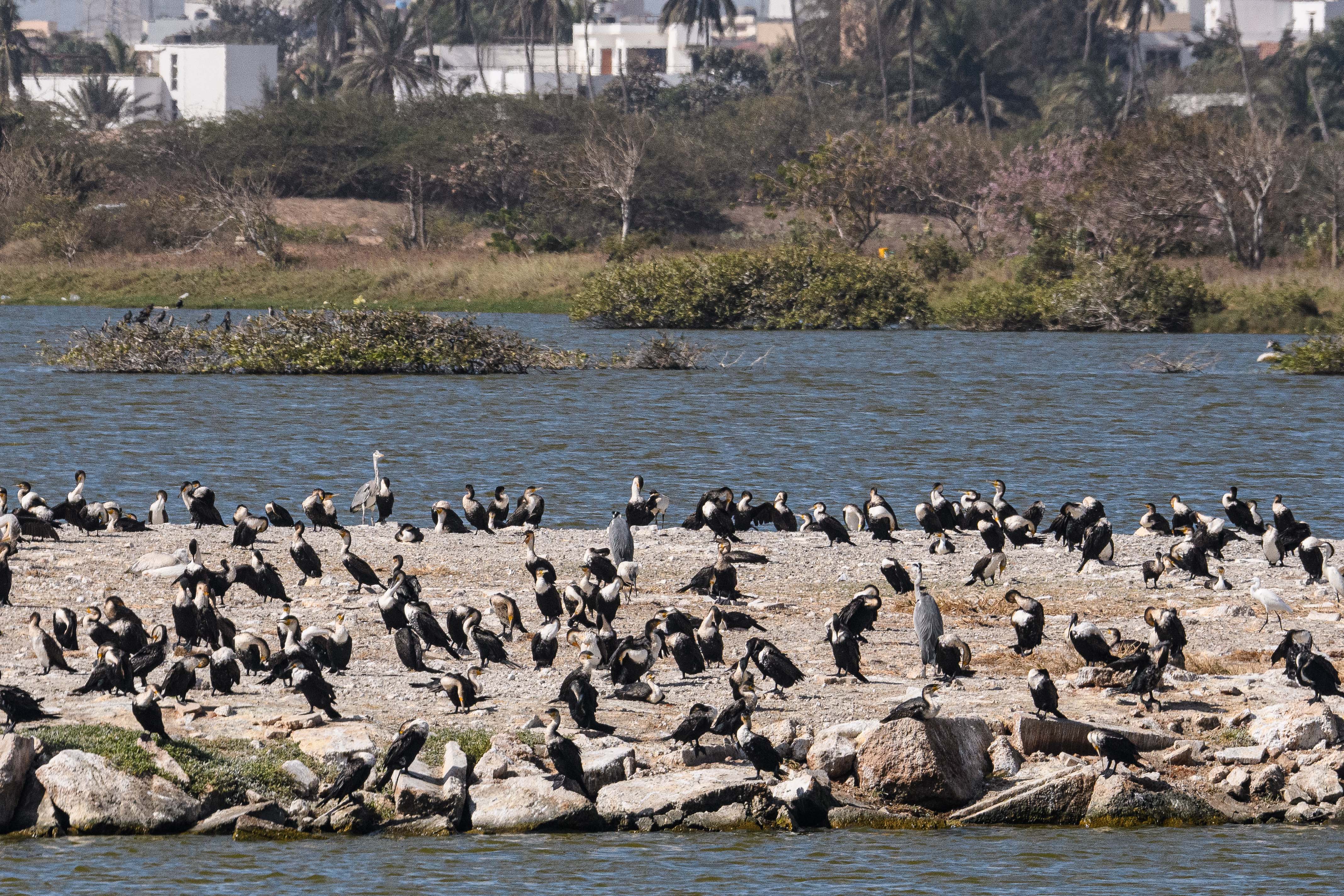 Autres ilots principalement occupés par des Cormorans à poitrine blanche (White-breasted cormorants, Phalacocrorax carbo), Technopole de Pikine, Dakar, Sénégal.
